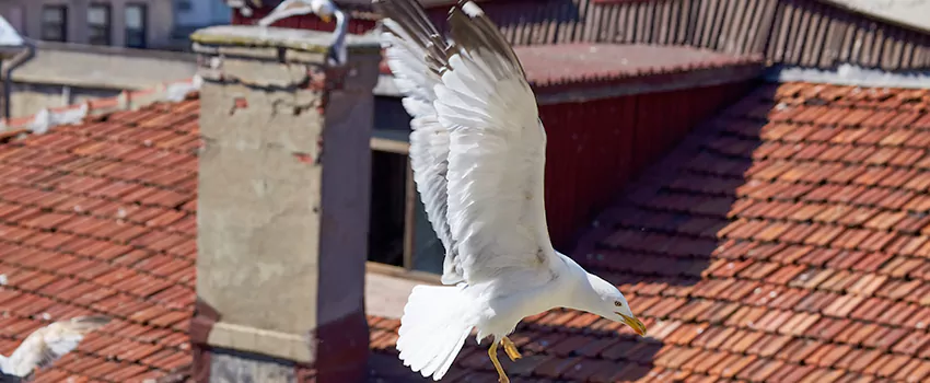 Residential Chimney Animal Removal Solution in Coralville, IA