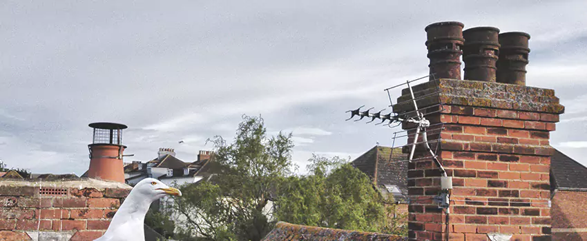 Chimney Cleaning And Restoration in Coralville, Iowa